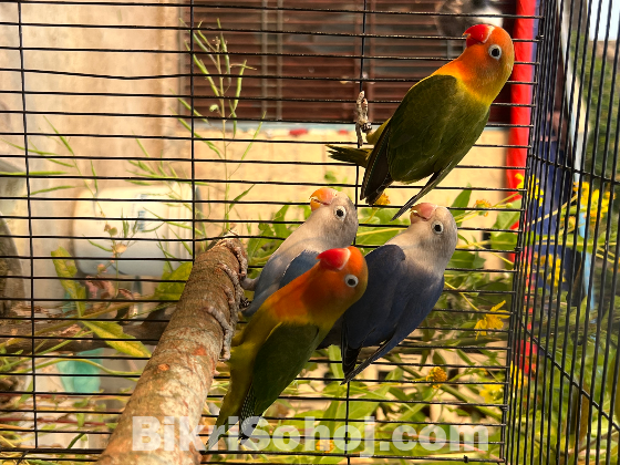 Love birds fischer with dna